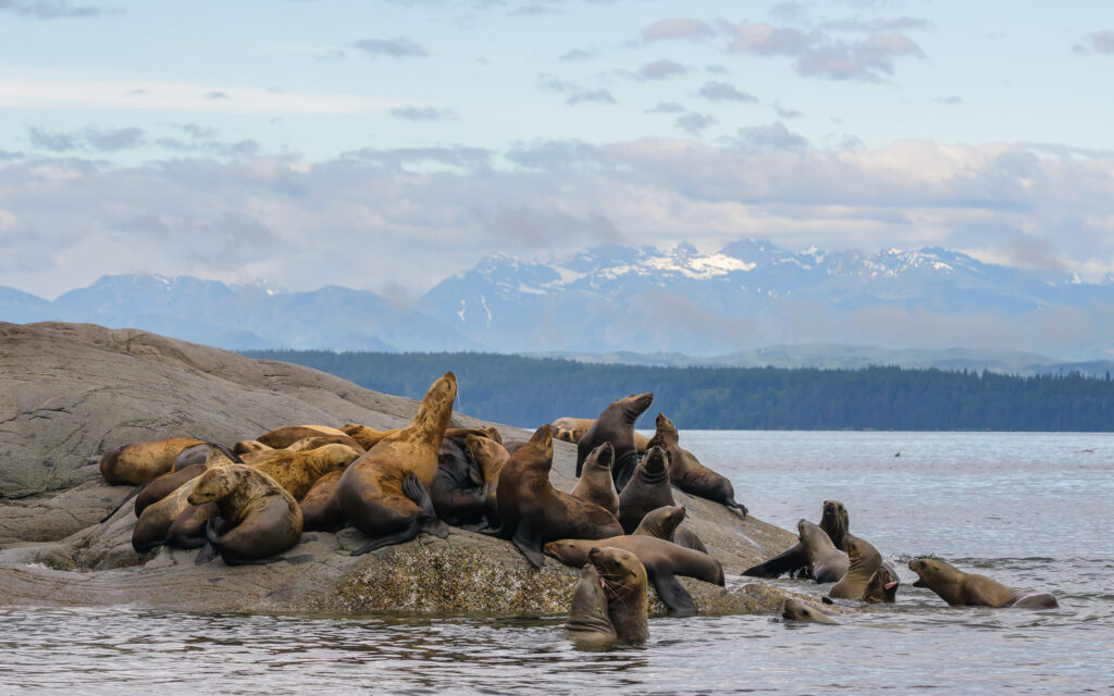 Stellar Sea Lion Colony