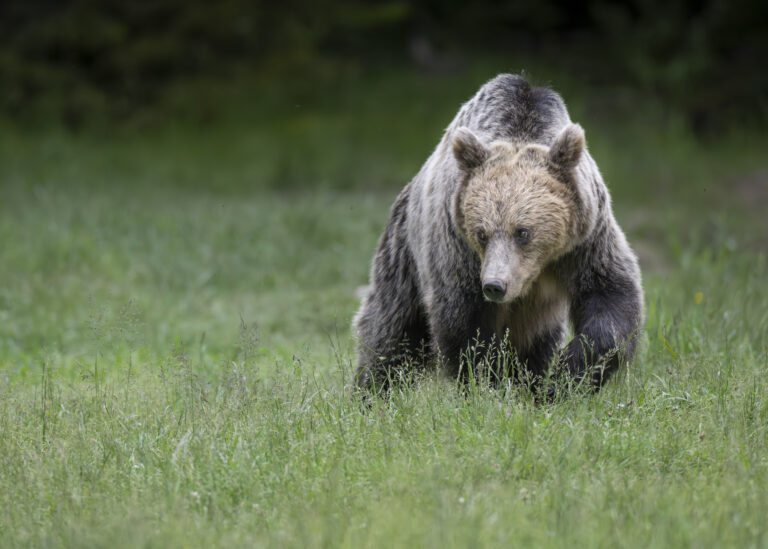 Carpathian Brown Bear in Romania