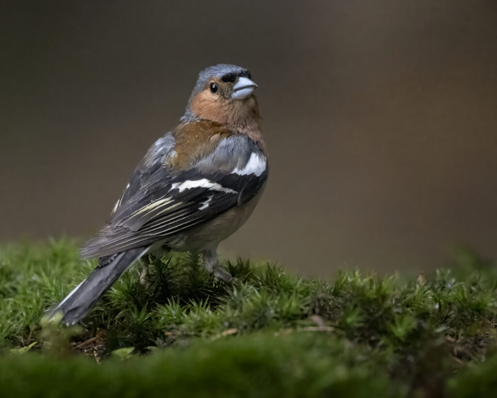 Common Chaffinch