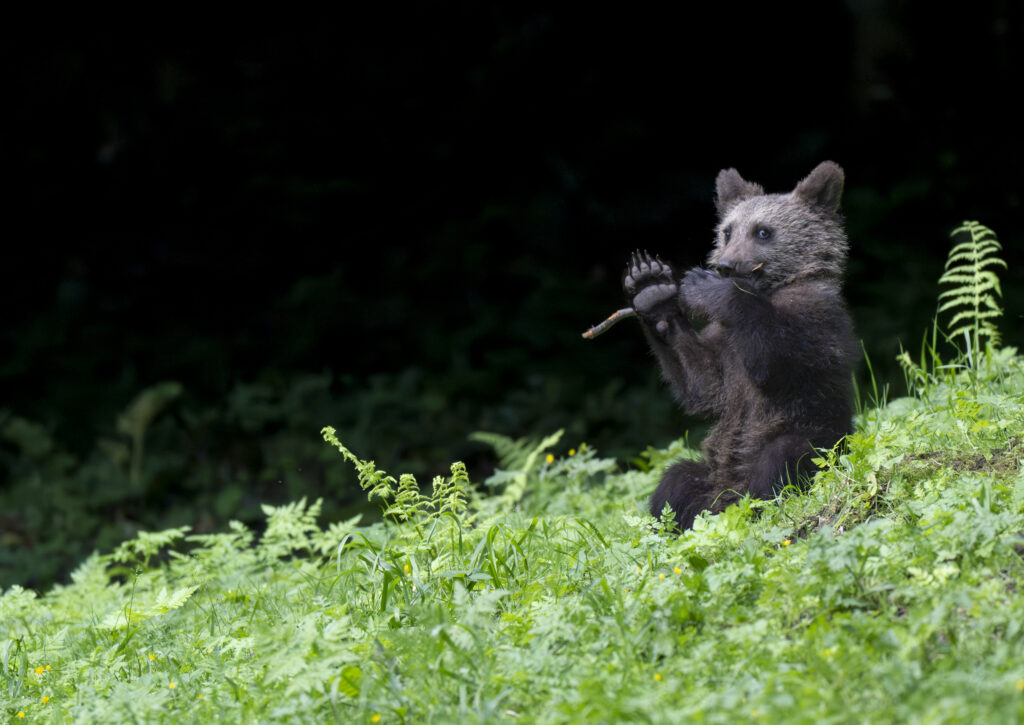 Carpathian Brown Bear Cub