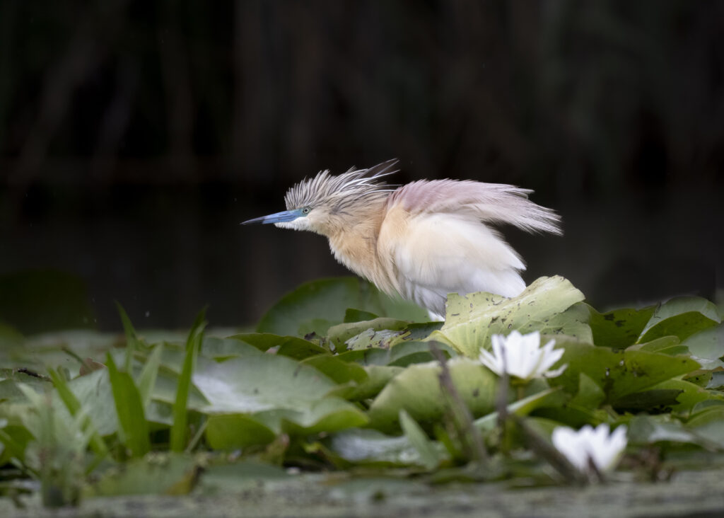 Squacco Heron in Romania