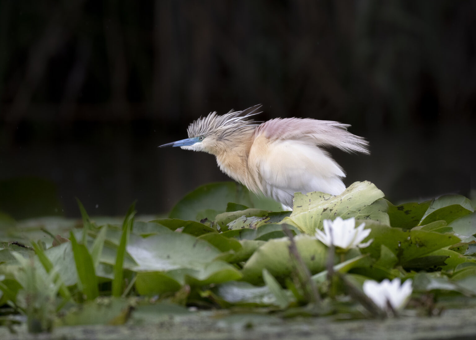 Squacco Heron in Romania