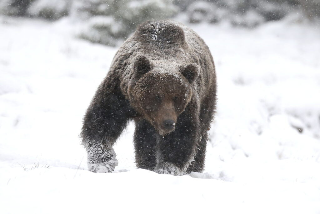 Bears in snow