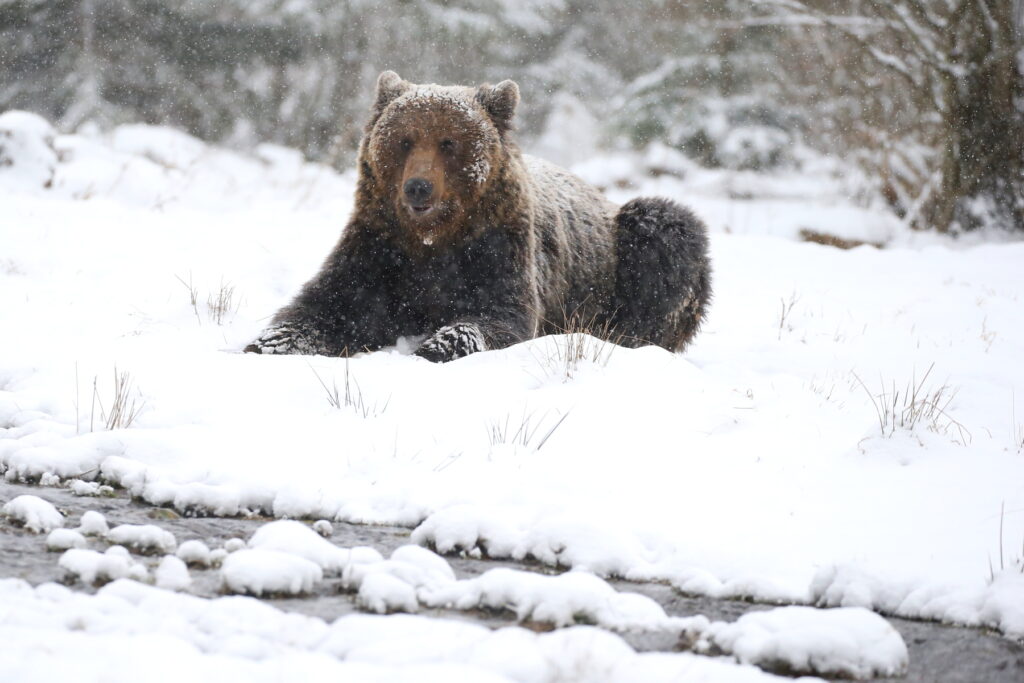 Carpathian Brown Bear