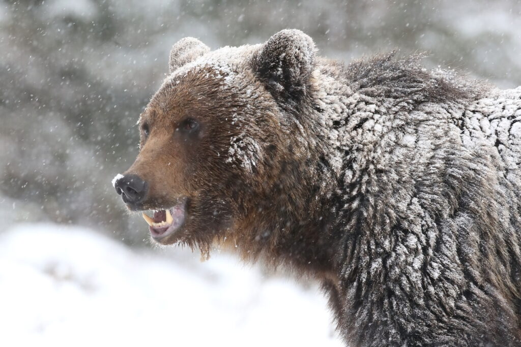 Bears in snow