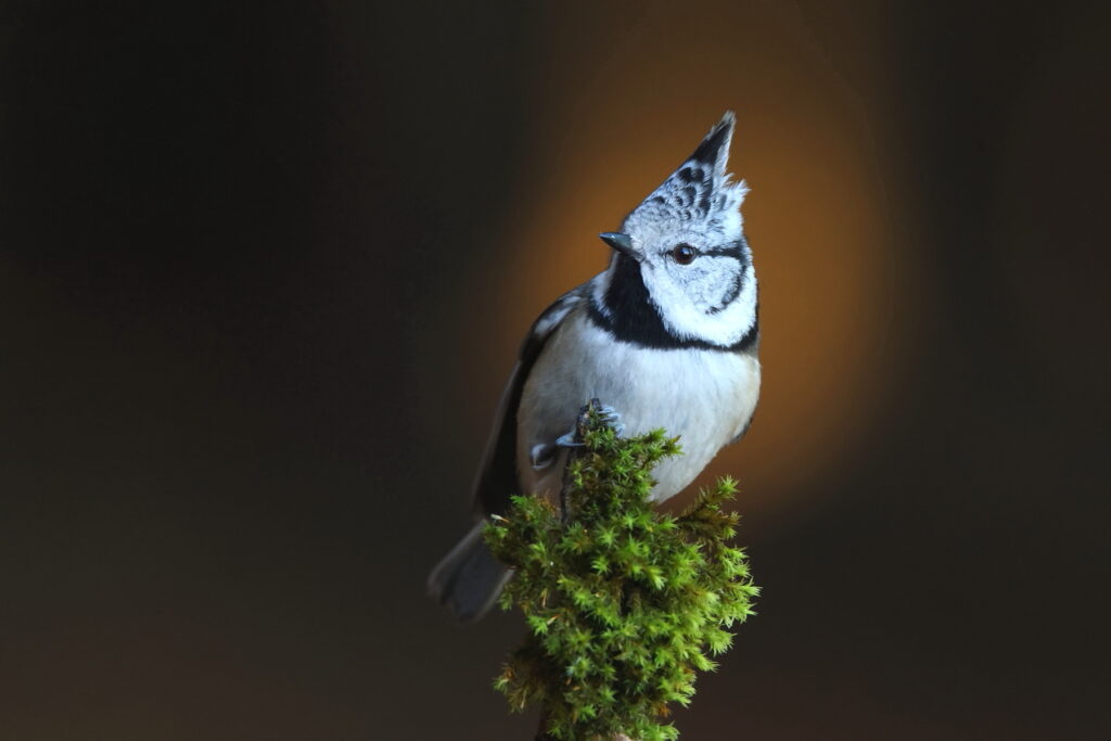 Crested Tit