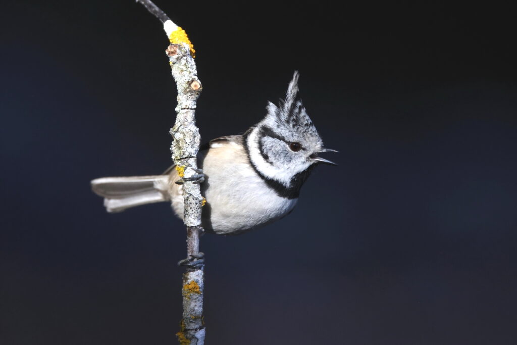 Crested Tit