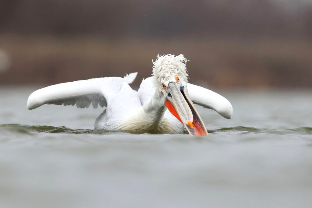 Dalmatian Pelican