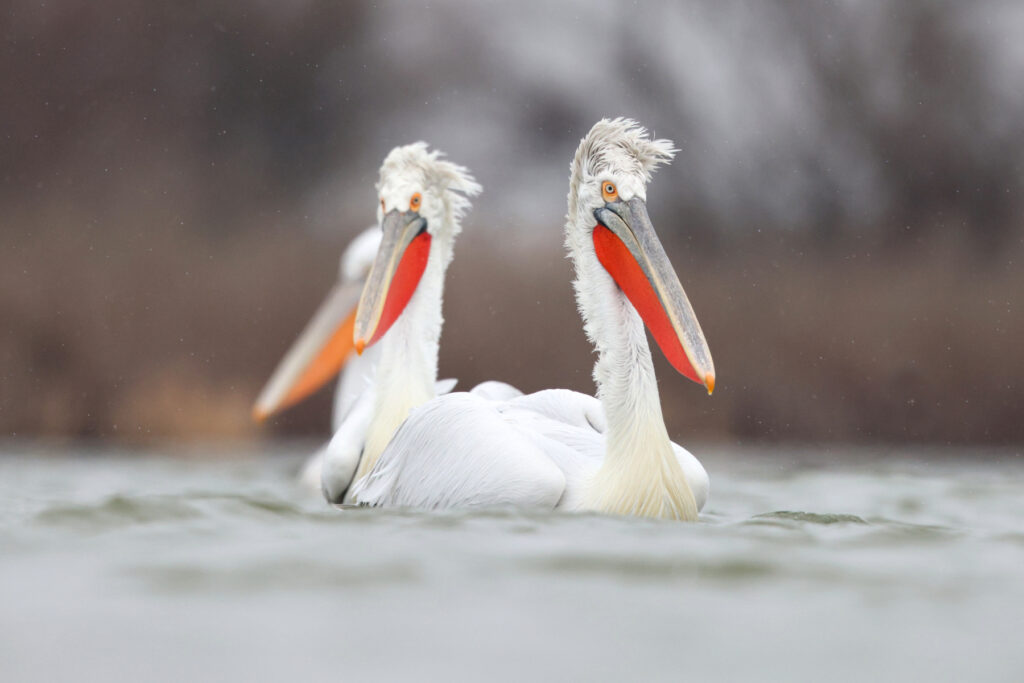 Dalmatian Pelican in the Danube