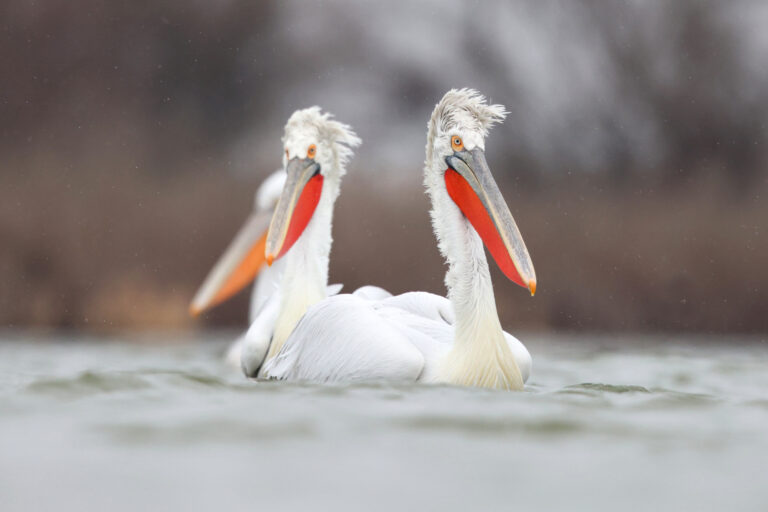 Dalmatian Pelican in the Danube