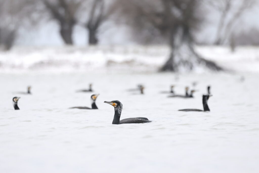 Danube Delta winter feeling