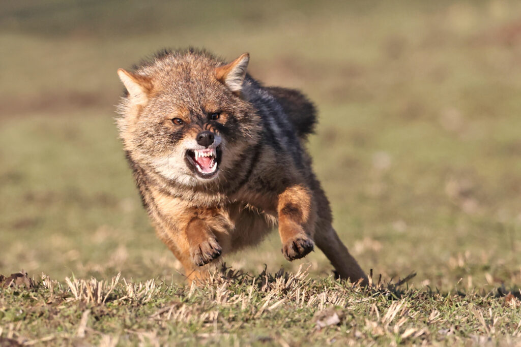 Golden Jackal