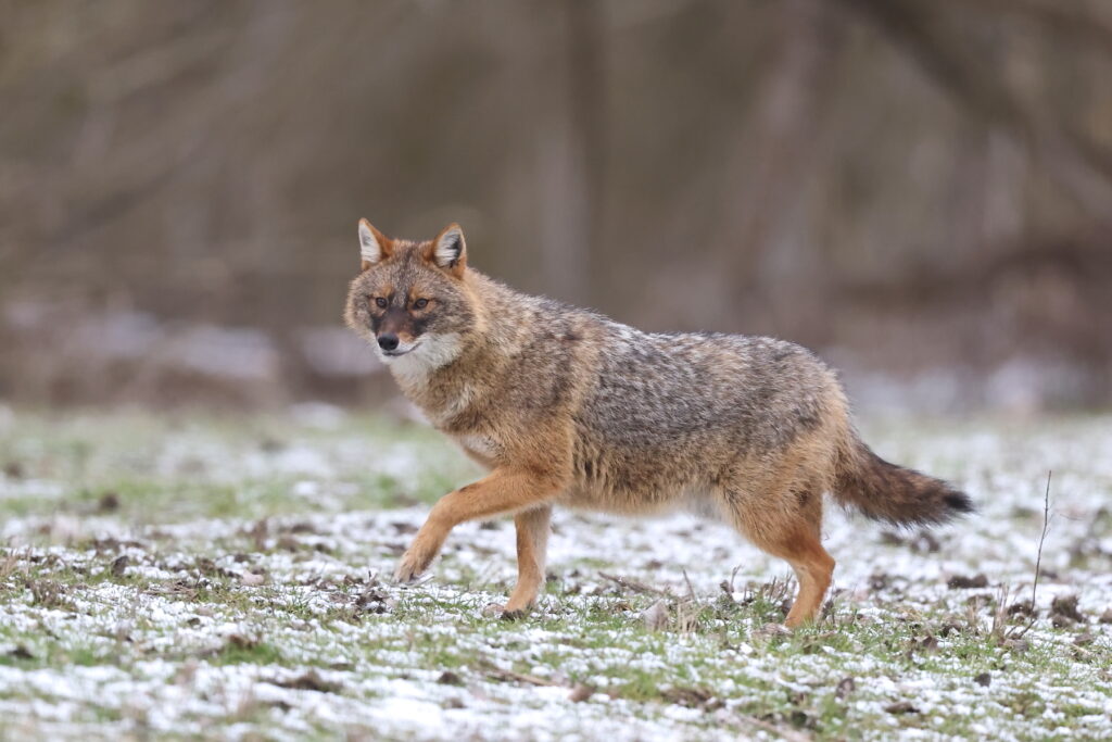 Golden Jackal in snow