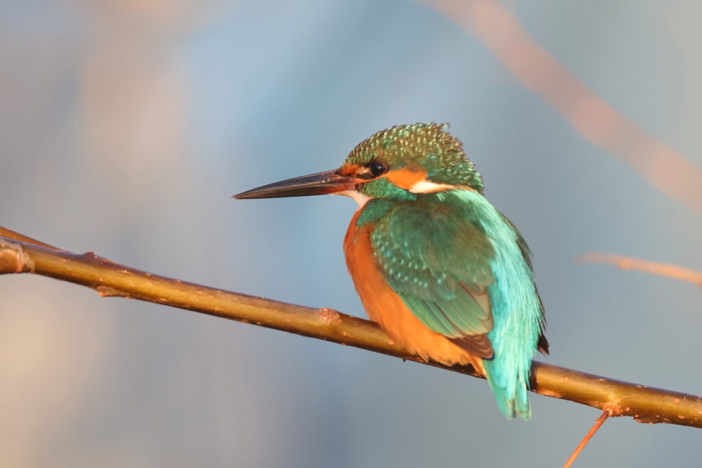 Kingfisher in the winter