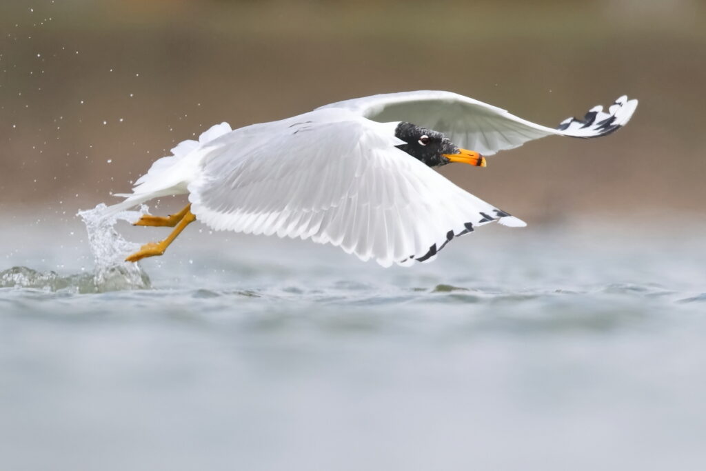 Pallas Gull