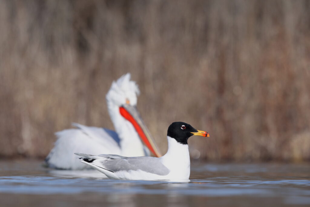 Pallas Gull and Dalmatian Pelican