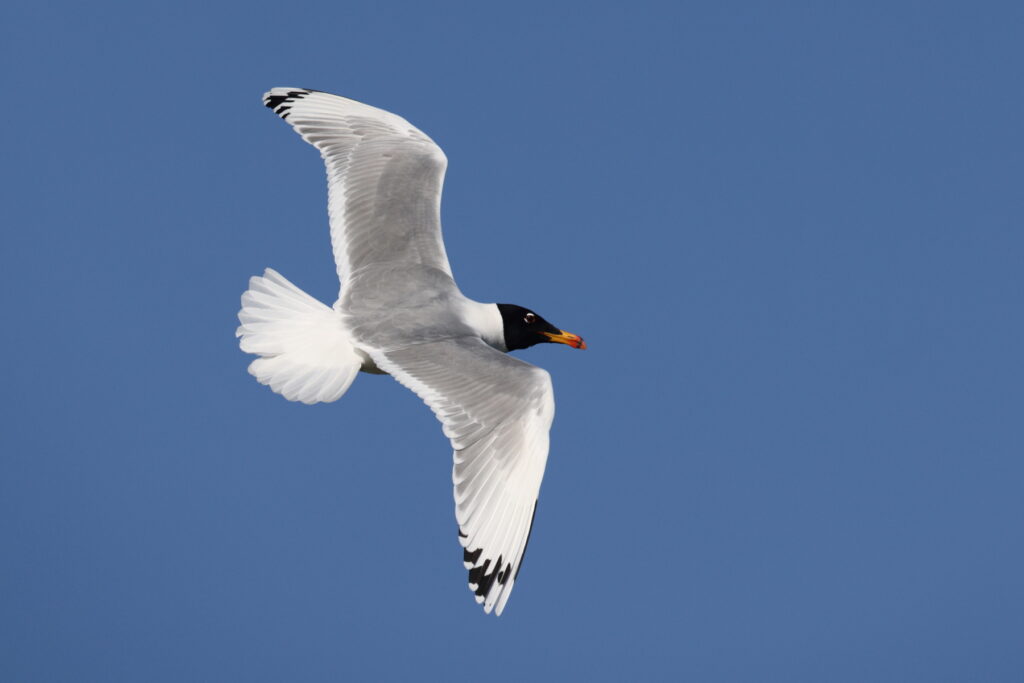 Pallas Gull in Danube Delta