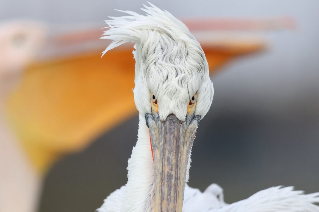 Pelicans in the Danube