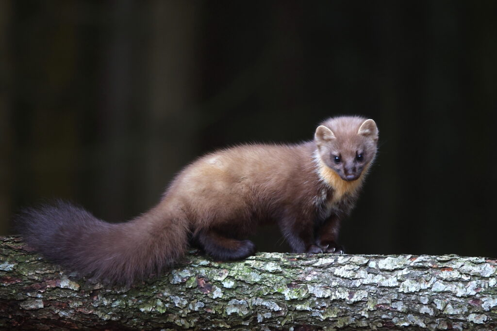 Pine Marten in Transylvania