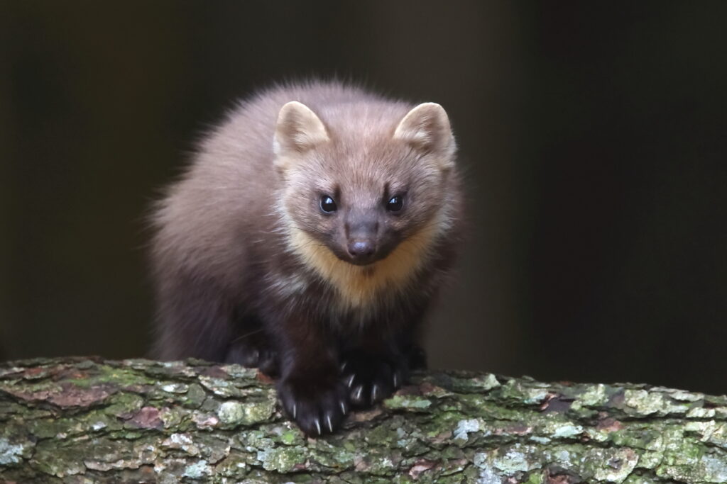 Pine Marten in Transylvania