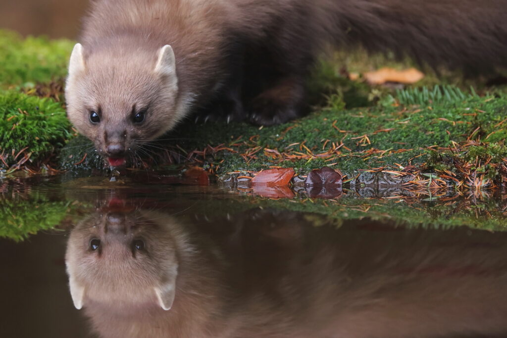 Pine Marten in Transylvania