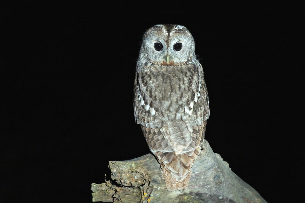 Tawny Owl